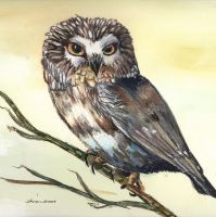 100-197 Saw Whet Owl